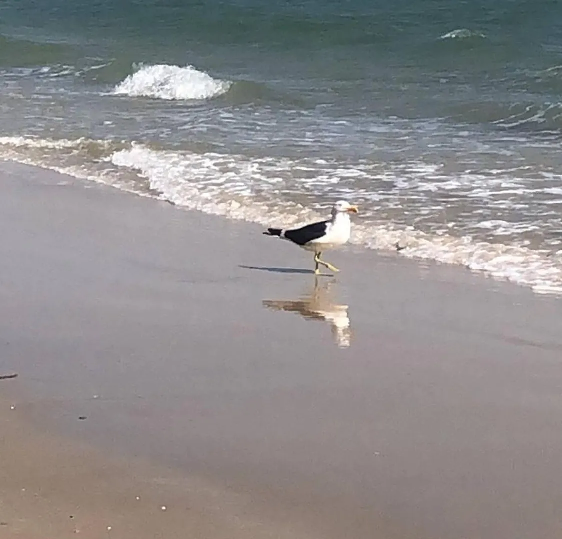 Apto Terreo A Uma Quadra Do Mar Florianópolis Appartamento