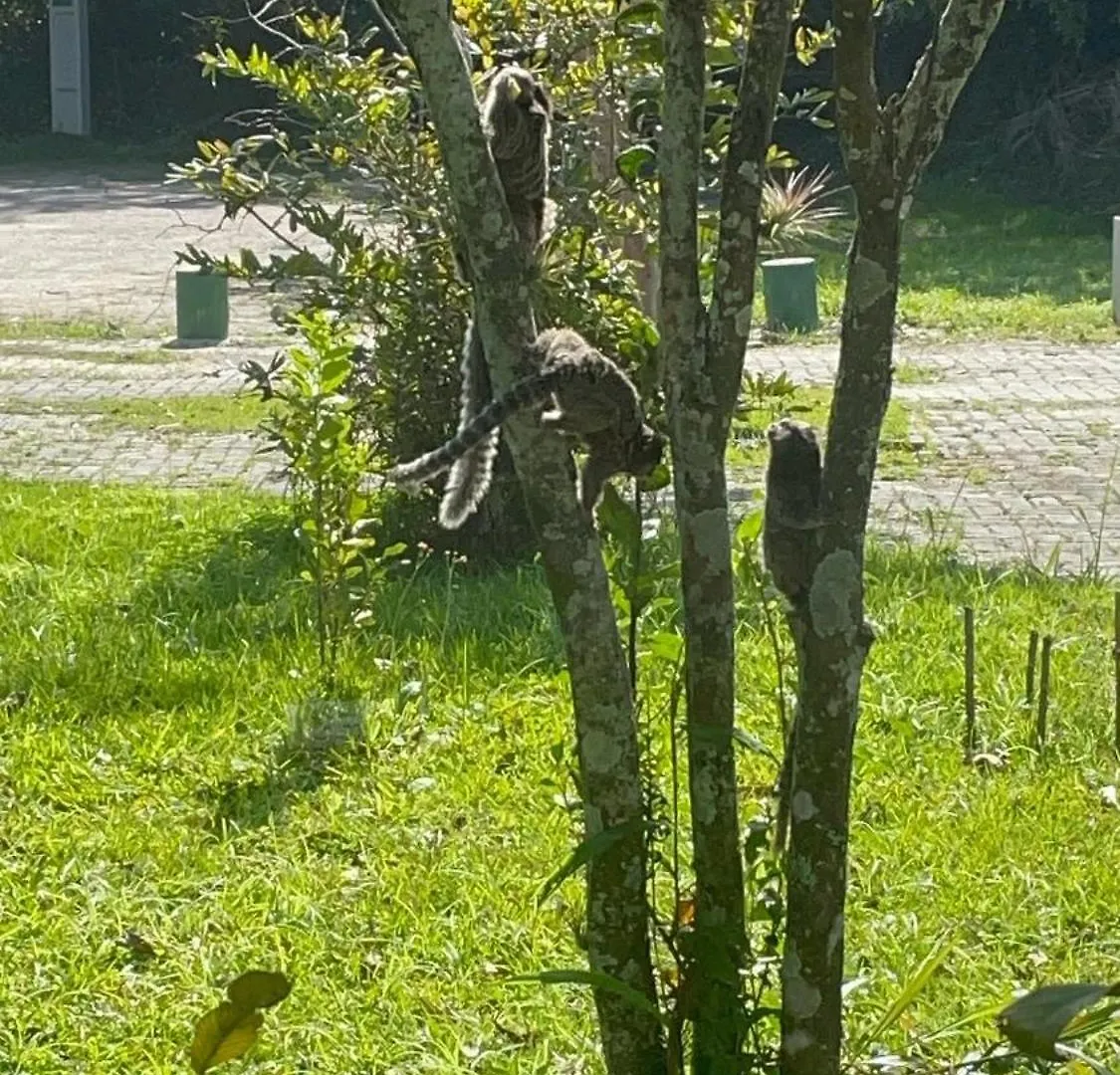 Apartamento Apto Terreo A Uma Quadra Do Mar Florianópolis